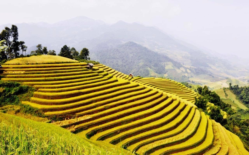 Ruộng bậc thang Hoàng Su Phì